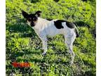 Adopt Holiday a Rat Terrier