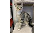 Adopt Opal a Gray, Blue or Silver Tabby Domestic Shorthair (short coat) cat in