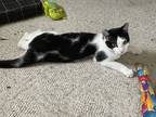 Adopt Ophelia a Black & White or Tuxedo Domestic Shorthair (short coat) cat in
