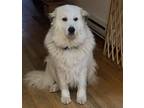 Adopt Juniper - West Springfield, MA a Great Pyrenees