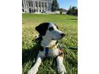 Adopt Ollie a Dachshund dog in Modesto, CA (38251730)