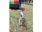 Adopt Spike a White - with Black Blue Heeler / Mixed Breed (Medium) dog in