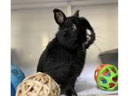 Adopt Joni a Netherland Dwarf