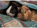 Adopt Lily & Rose/Adoption Pending a Guinea Pig