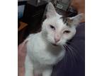 Adopt Sir Lancelot a White (Mostly) Domestic Shorthair (short coat) cat in