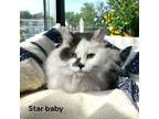 Adopt Star Baby a Domestic Long Hair, Domestic Short Hair
