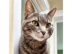 Adopt Betty (Foster Needed!) a Domestic Short Hair
