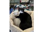 Adopt Gabriella a Domestic Short Hair