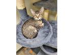 Adopt Pax a Gray, Blue or Silver Tabby American Shorthair cat in Bartlesville