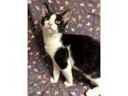 Adopt Lilian a All Black Domestic Shorthair / Domestic Shorthair / Mixed cat in