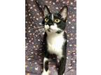 Adopt Angelica a All Black Domestic Shorthair / Domestic Shorthair / Mixed cat