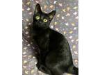 Adopt Susie a All Black Domestic Shorthair / Domestic Shorthair / Mixed cat in
