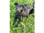 Adopt Sophie a Shepherd, Mixed Breed