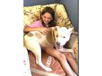 Adopt Valentina a White - with Tan, Yellow or Fawn Pit Bull Terrier / Mixed dog
