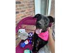 Adopt Wren~cat friendly, video a Black - with White Labrador Retriever / Great