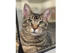 Adopt Crater a Domestic Shorthair / Mixed (short coat) cat in Neosho