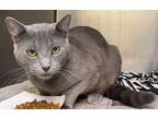 Adopt Huckleberry a Gray or Blue Domestic Shorthair / Domestic Shorthair / Mixed