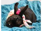 Adopt Wiggles a Black American / Mixed (short coat) rabbit in Forked River
