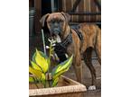 Adopt Hazel II a Brindle Boxer / Mixed dog in Austin, TX (38358654)