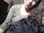 Adopt Zeus a Black Cane Corso / Mixed dog in Edgewater, NJ (38409020)
