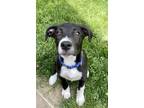 Adopt Phoenix a Black - with White Labrador Retriever / Mixed dog in Schaumburg