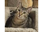Adopt LYRA a Brown Tabby Domestic Shorthair (short coat) cat in Diamond Bar