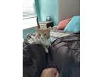 Adopt Milo a Tan or Fawn Tabby American Shorthair / Mixed (short coat) cat in