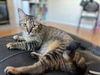 Adopt Lucille Ball ERC a Tan or Fawn Domestic Shorthair (short coat) cat in