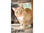 Adopt Sammie - bonded w Stevie a Orange or Red Domestic Shorthair / Domestic