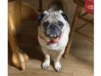 Adopt Gravy a Tan/Yellow/Fawn - with Black Pug / Mixed dog in East Dundee