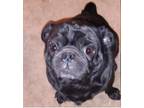 Adopt Elvis a Black Pug / Mixed dog in East Dundee, IL (38139622)