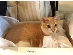 Adopt Bear a Tan or Fawn Tabby American Shorthair / Mixed (short coat) cat in