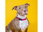 Adopt Billy Madison a Brown/Chocolate American Pit Bull Terrier / Mixed dog in