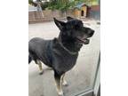 Adopt Oso a Black German Shepherd Dog / Mixed dog in Sparks, NV (38135931)