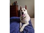 Adopt Isabella (Bella) a White German Shepherd Dog / German Shepherd Dog / Mixed