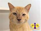 Adopt Tangelo a Orange or Red Domestic Shorthair / Domestic Shorthair / Mixed