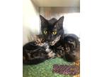 Adopt Eagle a All Black Domestic Shorthair / Domestic Shorthair / Mixed cat in
