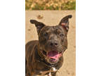 Adopt Reno a Brindle Mixed Breed (Medium) / Mixed dog in Cincinnati