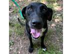 Adopt Sophie a Black Labrador Retriever / Mixed Breed (Large) / Mixed dog in