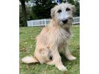 Adopt No Exception a Tan/Yellow/Fawn - with Black Norwegian Elkhound / Wheaten