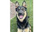 Adopt Arlo a Black German Shepherd Dog / Mixed dog in Red Bluff, CA (38334630)
