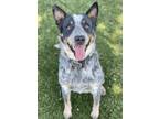 Adopt Vasco a Gray/Blue/Silver/Salt & Pepper Australian Cattle Dog / Mixed dog