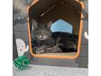 Adopt Your Highness the Kitty a Gray or Blue Domestic Shorthair / Mixed cat in