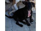 Adopt Pyra a Black Labrador Retriever / Mixed dog in Tracy City, TN (38336286)