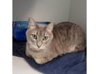 Adopt Cheesesteak (FKA Butters) a Gray or Blue Domestic Shorthair / Mixed cat in