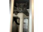 Adopt Taven a Russian Blue / Mixed (short coat) cat in Portland, IN (38404959)