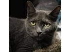 Adopt Pee Wee a Gray or Blue Domestic Shorthair / Mixed cat in Wilmington