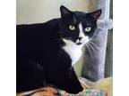Adopt Rusty a All Black Domestic Shorthair / Mixed cat in Wilmington