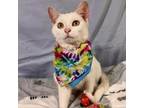 Adopt Elizabeth 021301N a Domestic Short Hair