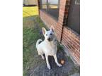 Adopt Chalky a White German Shepherd Dog / Mixed dog in Jacksonville